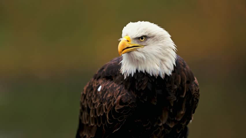 Close-up of bald eagle opening beak and vocalizing, alert and powerful. Majestic bird of prey in natural environment, showing intense expression.