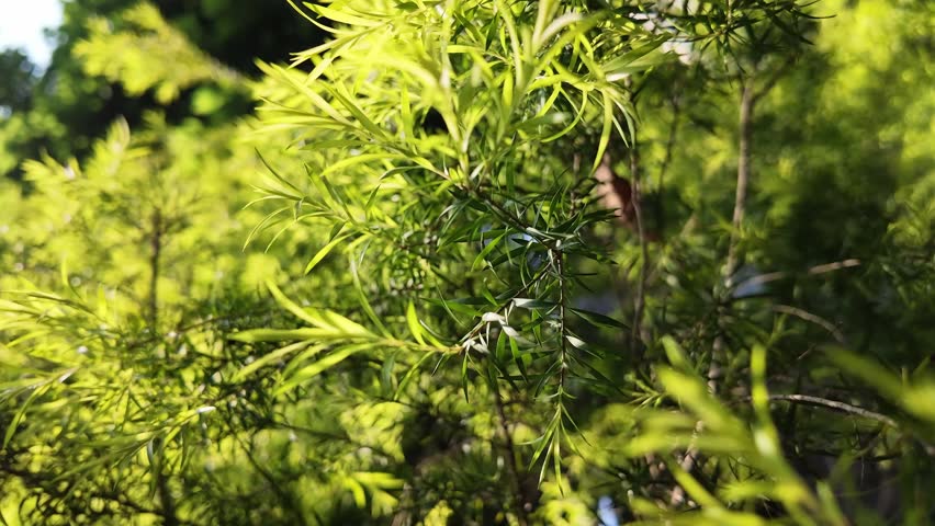 fresh vibrant green branches and leaves landscape under bright spring sunlight
