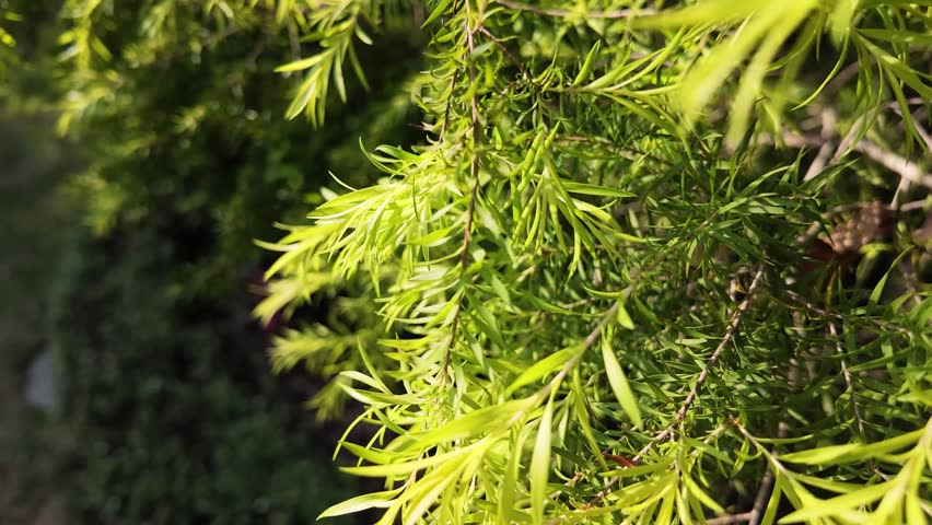 fresh green branches and leaves natural scenery under bright spring sunlight