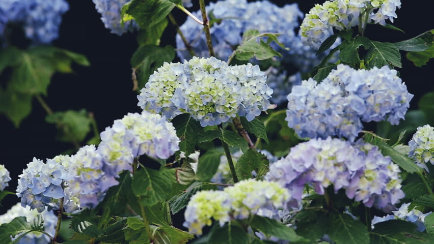 Close-up shot of a hydrangea bush in bloom - gardens and parks in bloom
