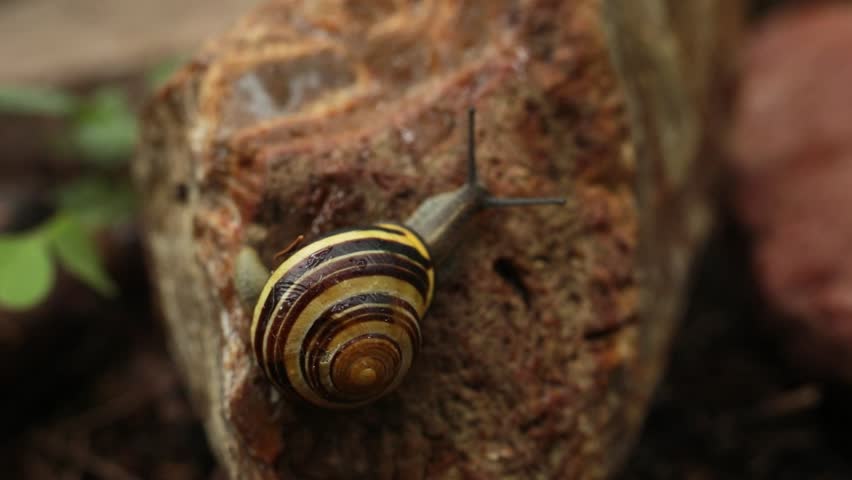 A snail crawls on a stone under the rain. A snail on a rock. The shell of the snail is brownish yellow. A beautiful living phenomenon.