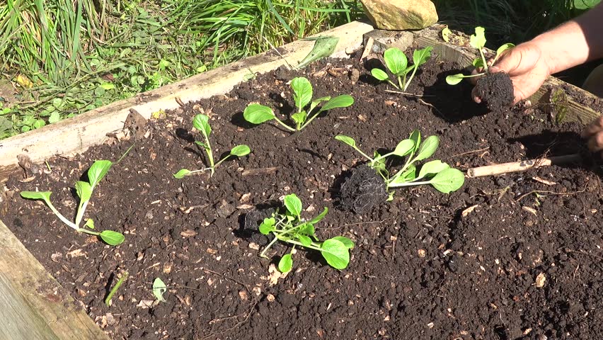 Man planting green Pak Choi seedlings in a wooden raised bed with fertile soil, close up of gardener hands in a home garden