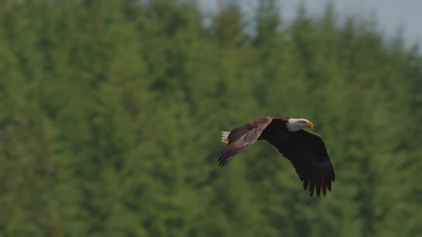 Eagle flying over the ocean, hunting and catching food