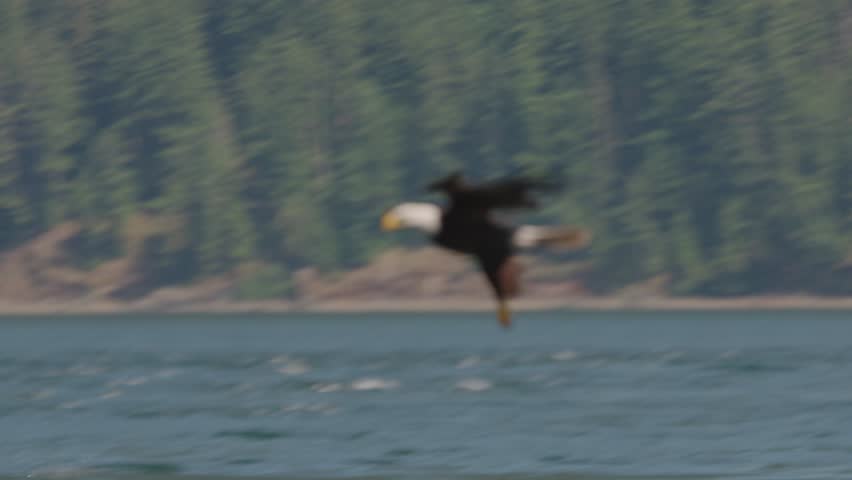 Eagle flying over the ocean, hunting and catching food