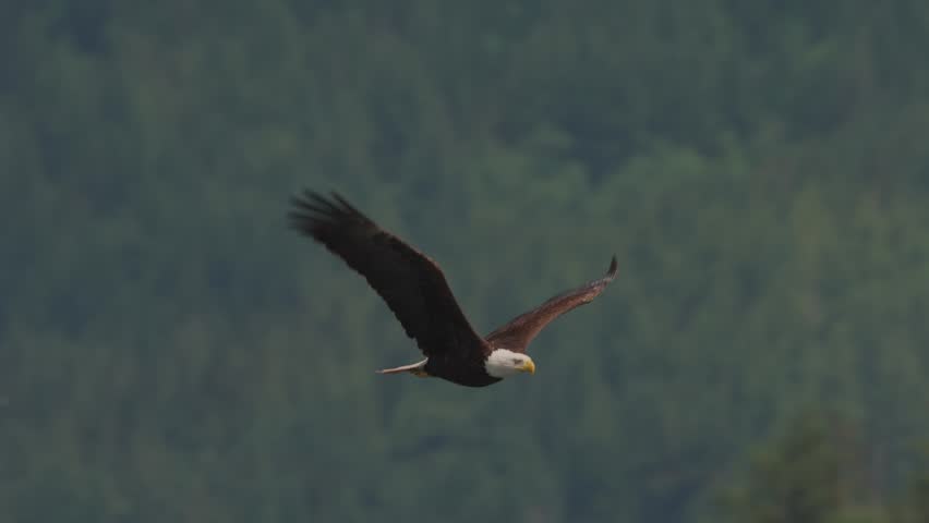 Eagle flying over the ocean, hunting and catching food