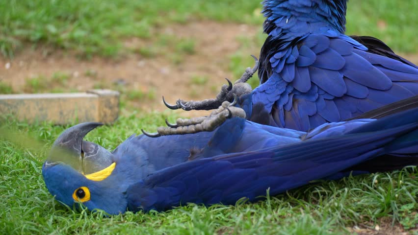 Two Hyacinth Macaws (Anodorhynchus hyacinthinus) engage in a moment of playful interaction on the grassy ground, close up shot.