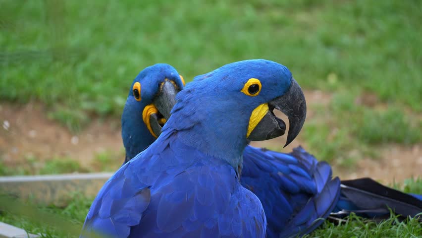 Close up shot of two Hyacinth Macaws (Anodorhynchus hyacinthinus) engage in a moment of playful interaction on the grassy ground.