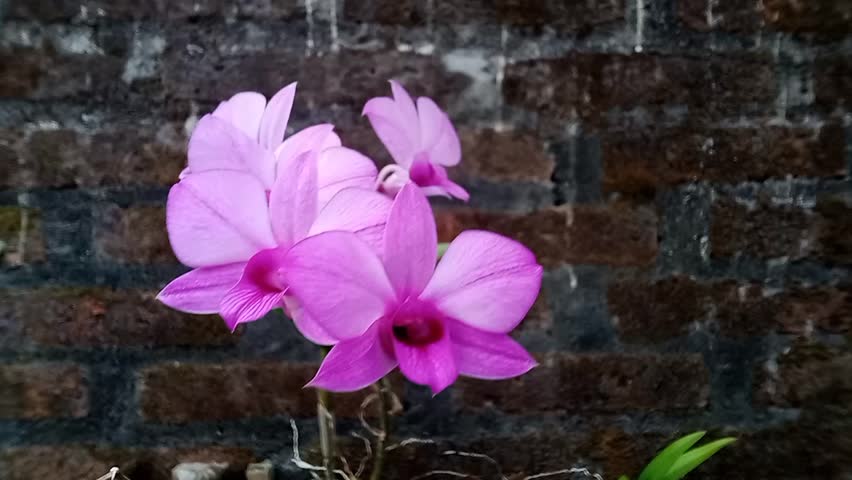 beautiful purple orchid flowers, purple orchid flowers moving in the wind, group of purple orchid flowers