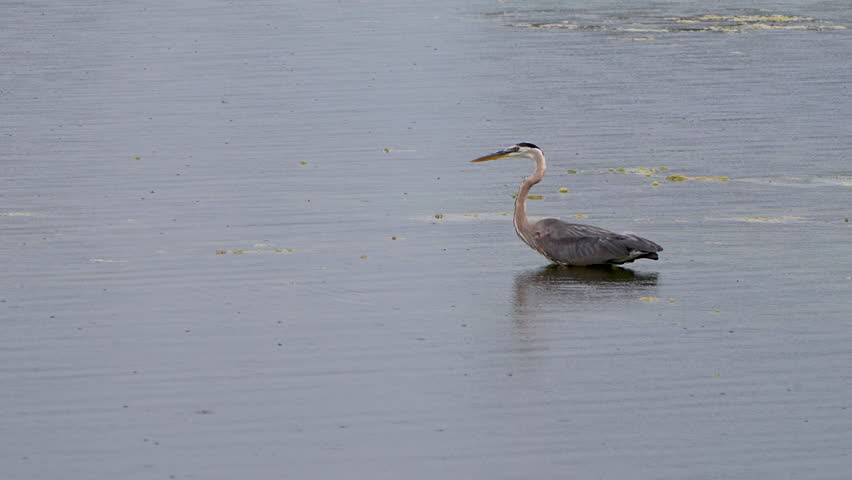 Great blue heron walking in a lake