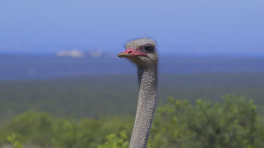 Ostrich (Struthio camelus) male portrait, in Addo National Park, Slowmotion.