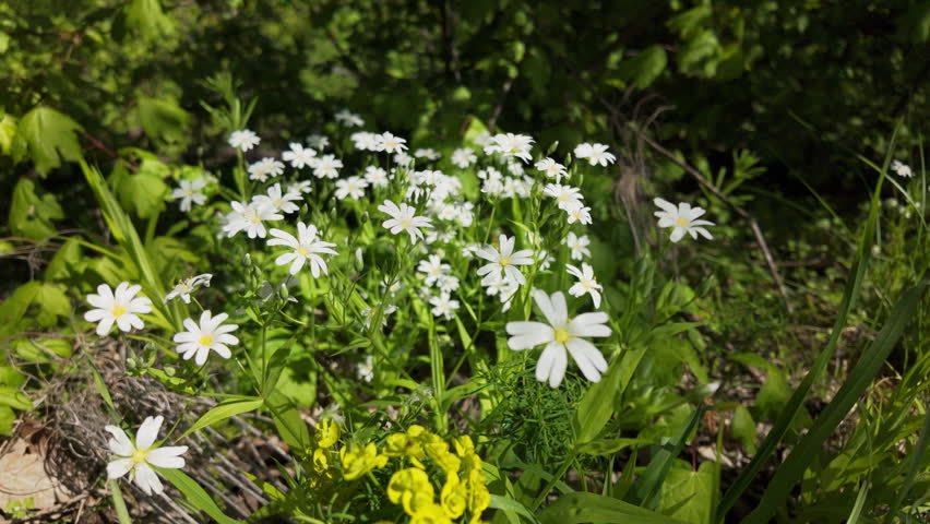 Beautiful wild white forest flowers blooming among green grass and yellow spurge on a sunny spring day. Authentic nature scene showing seasonal flora in a woodland environment