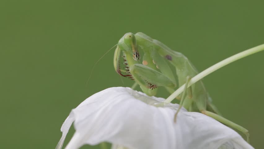 Close-Up of a green praying mantis (Tenodera sinensis) on a flower