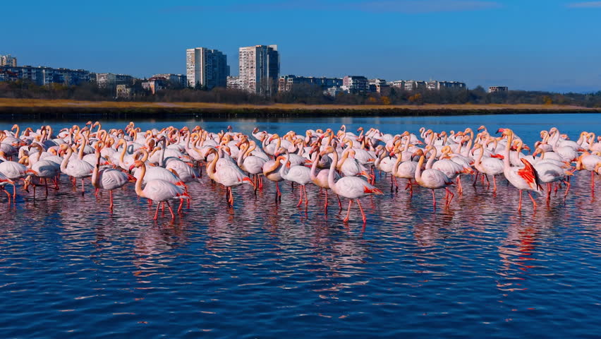 Pink flamingos wading in a lake with city background. A colony of pink flamingos standing in blue water with high-rise residential buildings on the shoreline.