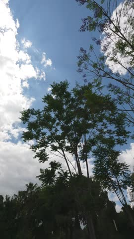 Green trees and cloudy sky landscape