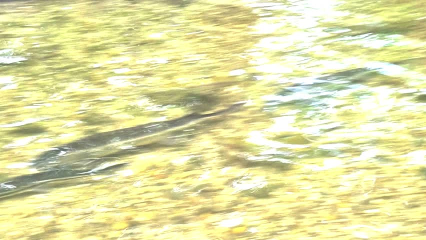 Top view of sturgeon fish swimming in a shallow, crystal-clear river. Sun glare reflects on the moving water surface, revealing the pebble and gravel riverbed below. Perfect for wildlife, ecology, freshwater environment, and aquaculture concepts.