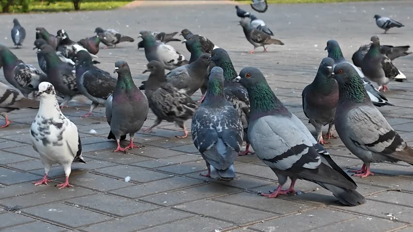 Pigeons Walking And Flying On Park Pavement