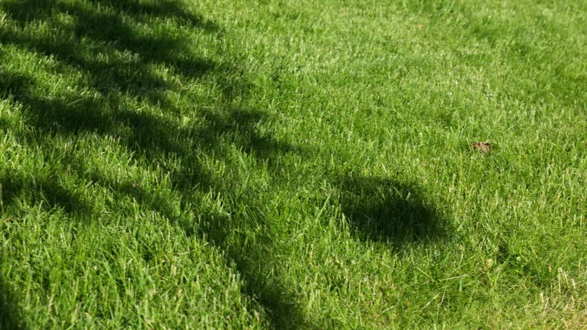 Close up view of green lawn with tree shadows on grass background. Sweden.