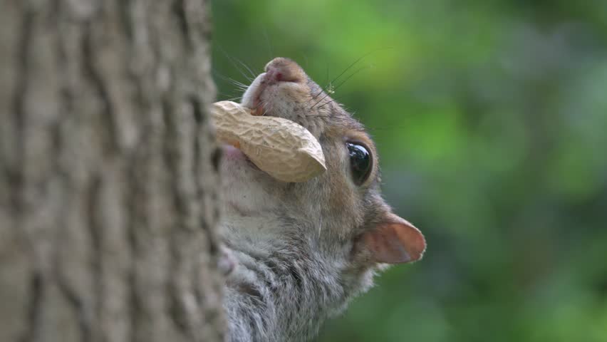 Grey Squirrel (Sciurus carolinensis) on a tree trunk with a peanut in its mouth. June, Kent, UK [Slow motion x4]