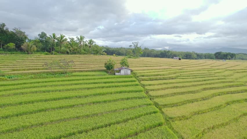 Aerial view of terraced rice fields with a small wooden hut surrounded by palm trees under a cloudy sky in Bajawa, Nusa Tenggara Timur, Indonesia.