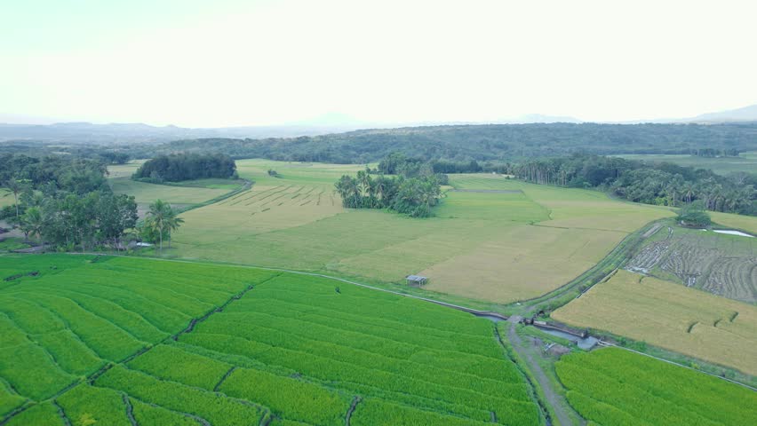 Aerial view of lush green rice terraces and golden fields with tropical trees and a small hut under a hazy sky in Bajawa, Nusa Tenggara Timur, Indonesia.