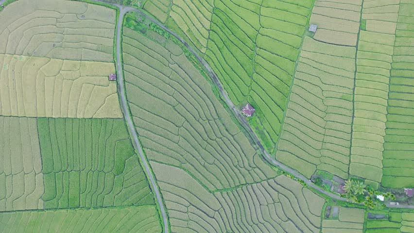 Aerial view of lush green terraced rice fields with winding rural paths and small huts in the countryside of Bajawa, Nusa Tenggara Timur, Indonesia.