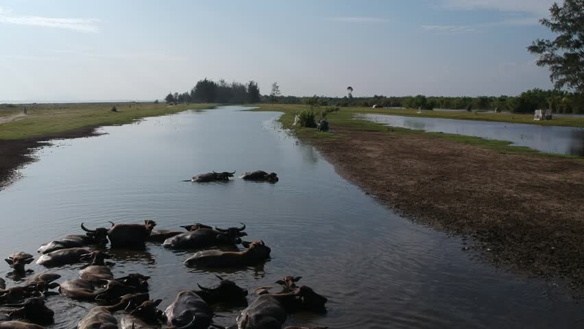 Herd Of Water Buffalo Cooling in Shallow Wetland Under Blue Sky. Maligi West Sumatra