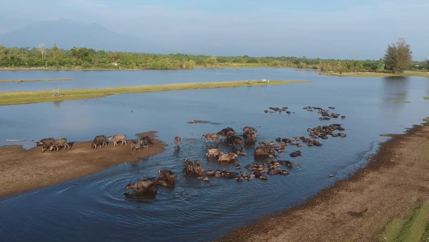 Herd Of Water Buffalo Cooling in Shallow Wetland Under Blue Sky. Maligi West Sumatra