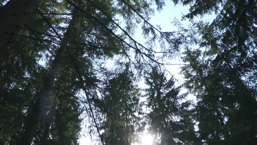 Sun rays shining through pine tree tops in a dense forest. Radiant light beams in the woodland wilderness area.