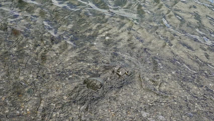 Marine horseshoe crab digging itself into the sand in shallow, clear water. The arthropod slowly disappears beneath the seabed surface