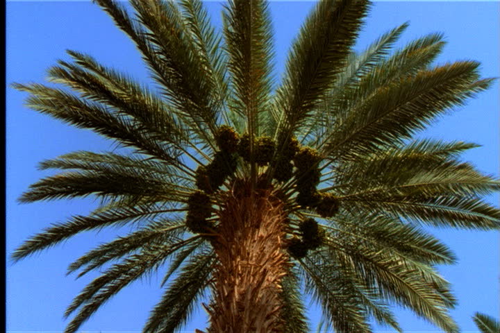  Low angle view of tops of date palm trees in orchards in Israel.