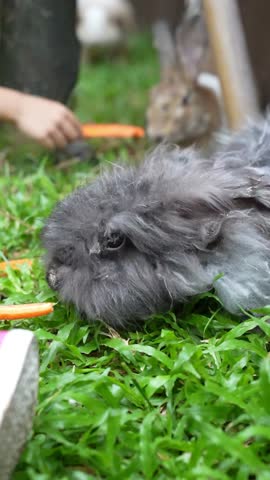 Fluffy gray rabbit eating carrot on fresh grass with another bunny in the background, cute outdoor pet animal scene.