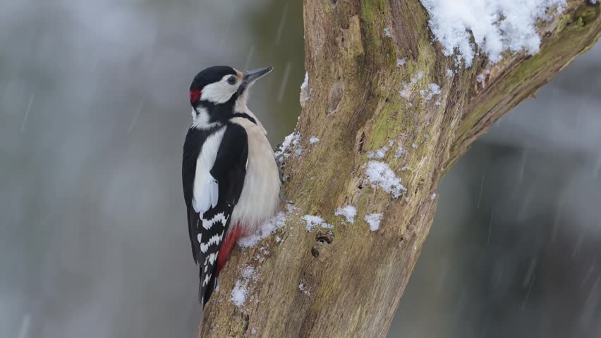 Great spotted woodpecker male sitting on a dead branch with snow and pecking on a hazelnut at a woodpecker forge, winter, north rhine westphalia, (dendrocopos major), germany