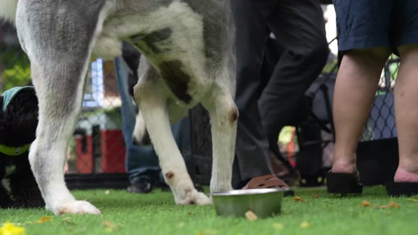 Small black poodle wearing a green harness and blue cap socializing with a large husky at an outdoor dog park, cute pet lifestyle footage with night bokeh lights.