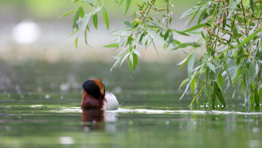 A horned grebe swims in the lake. Close-up.