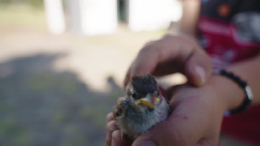 Cinematic Close-up of a Small Fledgling Bird Being Gently Held and Petted in a Person