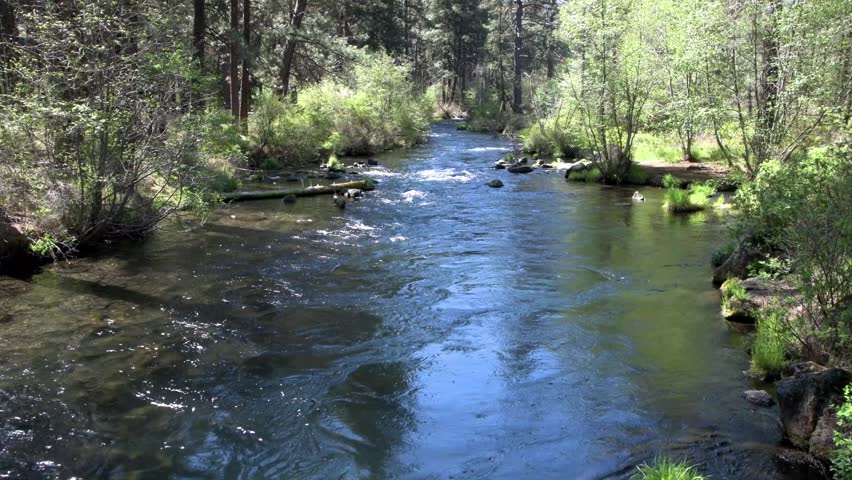 Metolius River Rapids and Fallen Logs in Central Oregon Forest