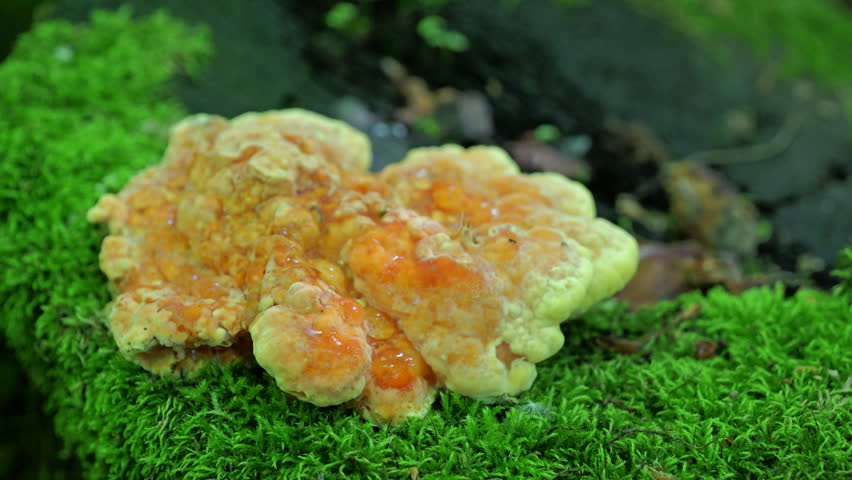 Yellow mushrooms Laetiporus sulphureus bracket fungus on a tree trunk in the spring forest.