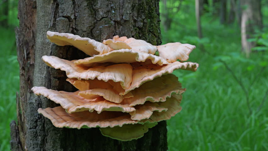 Yellow mushrooms Laetiporus sulphureus bracket fungus on a tree trunk in the spring forest.