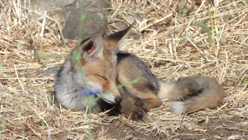 Adorable young red fox kit sleeping curled in the wild. Golan Heights nature reserve.