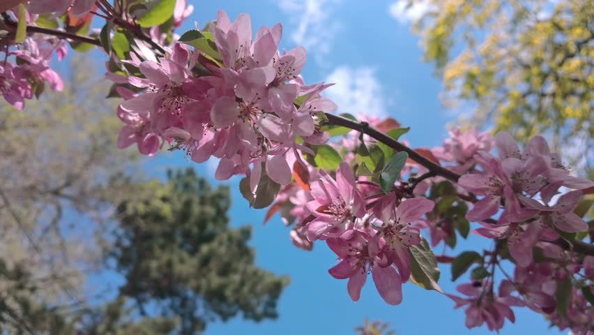 Close-up of vibrant flowering wild apple Malus branch blooming with pink blossoms and green leaves sways in wind under vivid blue sky with soft white clouds on bright sunny spring day.