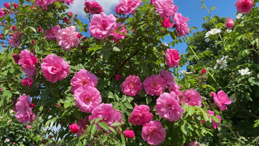 Roses flowers gorgeous pink blooming rosebush in garden.