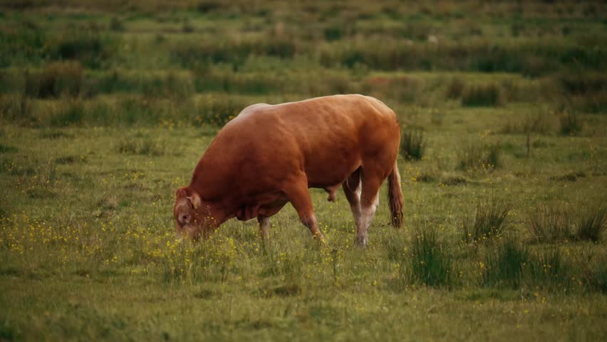 Male bull grazing in a field, cow livestock eating grass on a farm