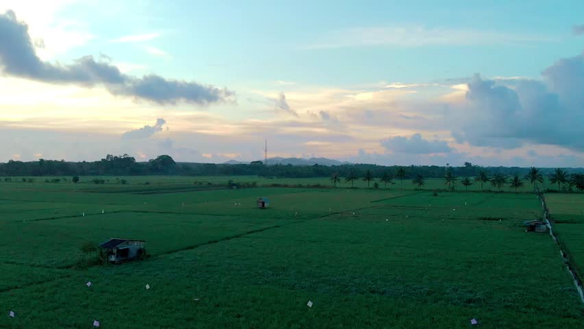 Scenic view of lush green rice fields at sunset with a tranquil, open sky.