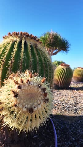 Close-up of a golden barrel cactus, also known as Echinocactus grusonii or mother-in-law