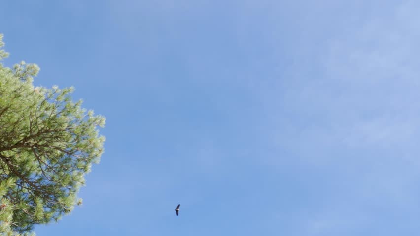 Bird soaring in the sky above treetops on a clear sunny day in Alicante, Spain