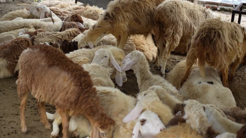 View of a large herd of sheep and goats with thick wool standing and resting in a livestock market in Bogura, Rajshahi Division, Bangladesh.