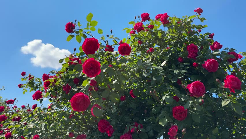 Rose bush covered in red roses in full floom.