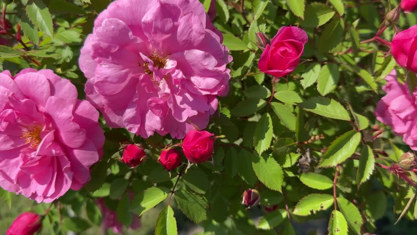 Roses beautiful pink flowers in summer garden.
