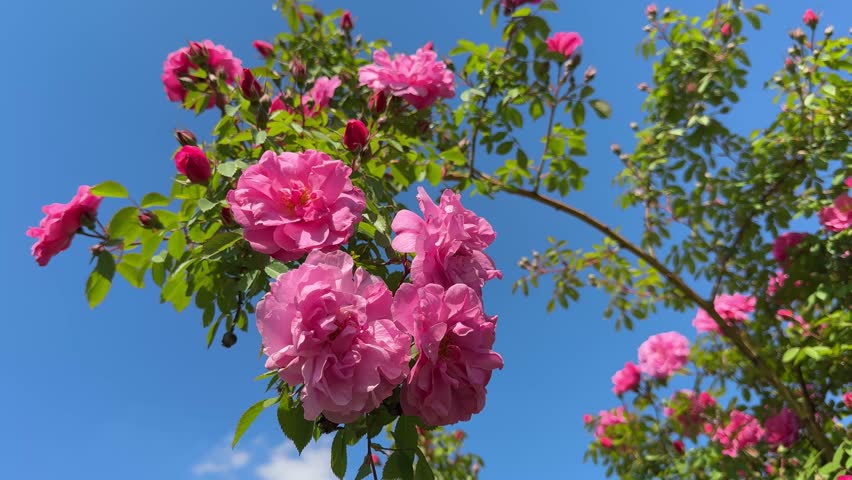 Pink roses climbing and trailing shrub Canadian rose against sky.