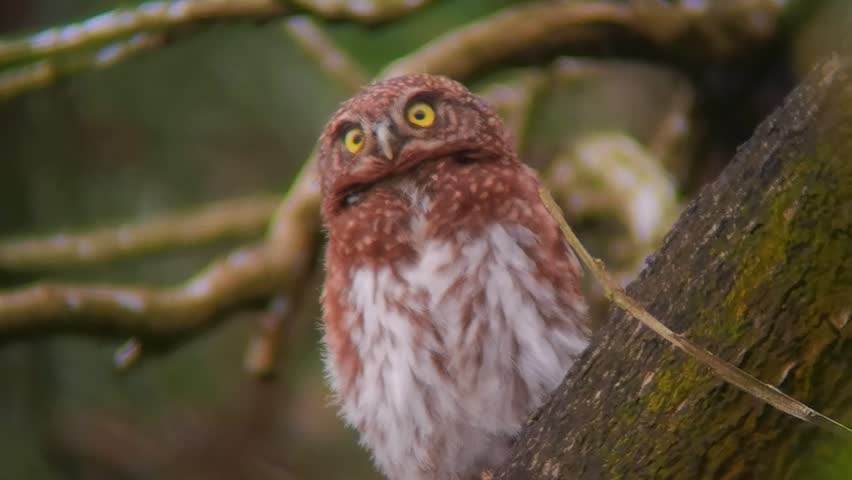 Close-up portrait of a small brown owl with piercing yellow eyes perched on a tree branch against a natural blurred background